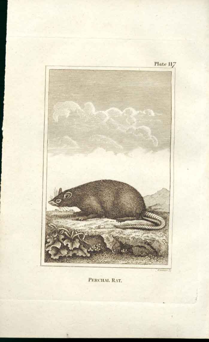 Original Old Antique Print Perchal Rat 1812 Buffon Natural History Plate 117
