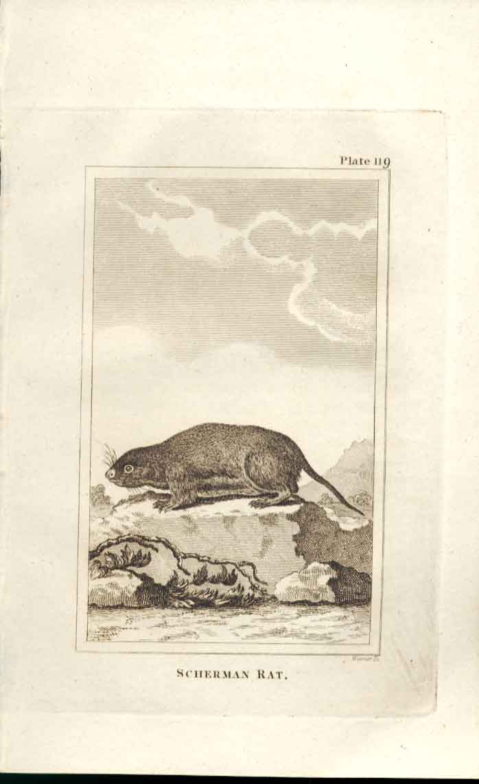 Original Old Antique Print Scherman Rat 1812 Buffon Natural History Plate 119