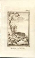 Original Old Antique Print Capegood Hope Mole 1812 Buffon Natural History Plate