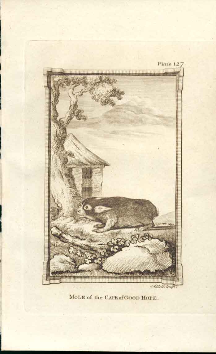 Original Old Antique Print Capegood Hope Mole 1812 Buffon Natural History Plate