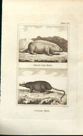 Old Antique Print Great Cape Mole & Canada Mole 1812 Buffon Engraving 128 19th