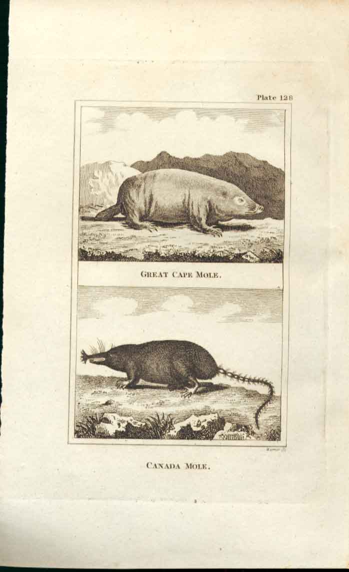 Old Antique Print Great Cape Mole & Canada Mole 1812 Buffon Engraving 128 19th