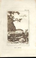 Original Old Antique Print Dor Mouse 1812 Buffon Natural History 147 19th