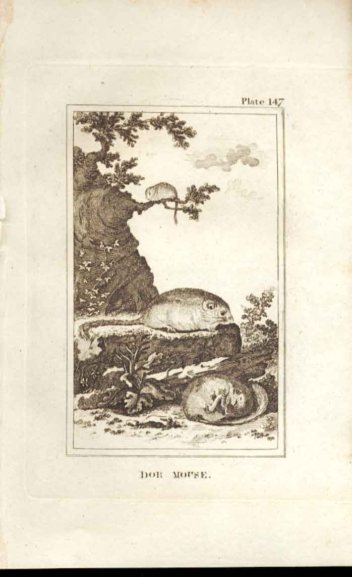 Original Old Antique Print Dor Mouse 1812 Buffon Natural History 147 19th