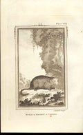 Original Old Antique Print Marmot Canadia 1812 Buffon Natural History 149 19th