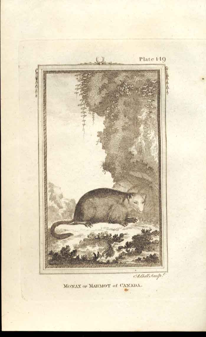 Original Old Antique Print Marmot Canadia 1812 Buffon Natural History 149 19th