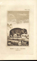 Original Old Antique Print Marmot Cape Good Hope 1812 Buffon Engraving 152 19th