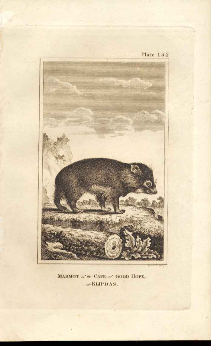 Original Old Antique Print Marmot Cape Good Hope 1812 Buffon Engraving 152 19th