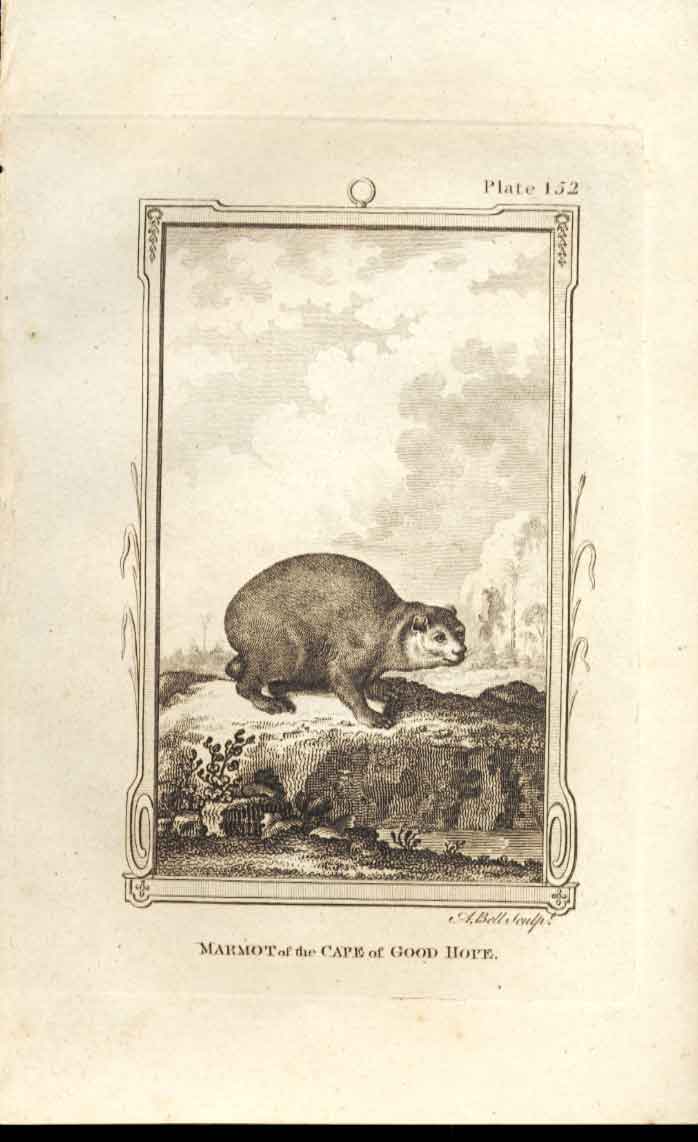 Original Old Antique Print Marmot Cape Good Hope 1812 Buffon Natural History