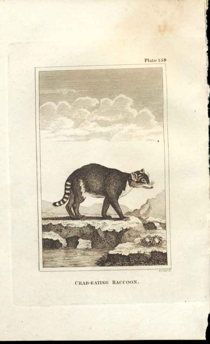 Original Old Antique Print Crab Eating Raccoon 1812 Buffon Natural History 158