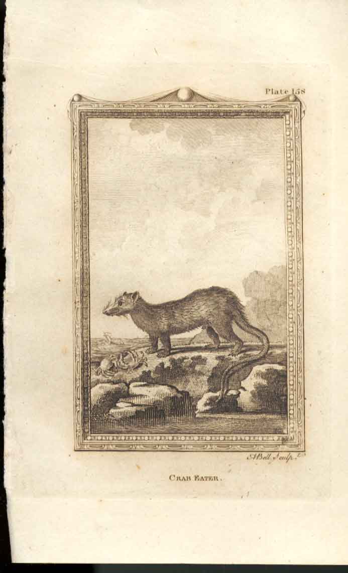 Original Old Antique Print Crab Eater 1812 Buffon Natural History 158A 19th