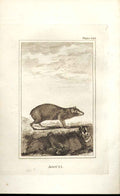 Original Old Antique Print Agouti 1812 Buffon Natural History 161 19th Century