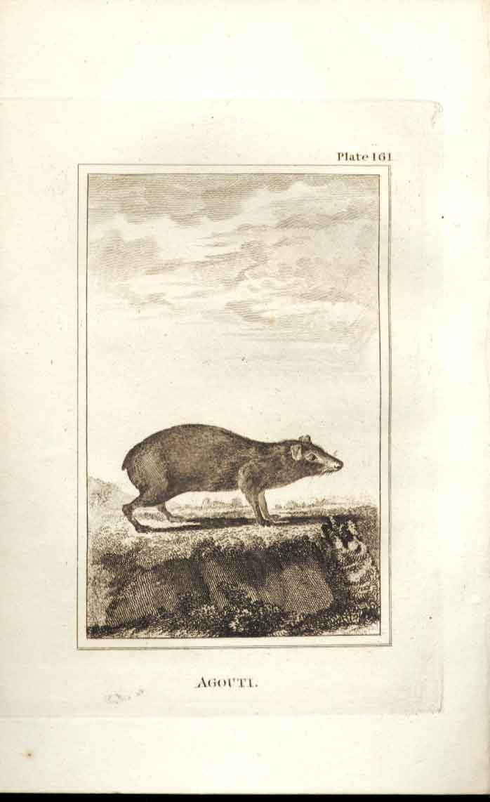 Original Old Antique Print Agouti 1812 Buffon Natural History 161 19th Century