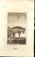 Original Old Antique Print Hyaena 1812 Buffon Natural History 182 19th Century
