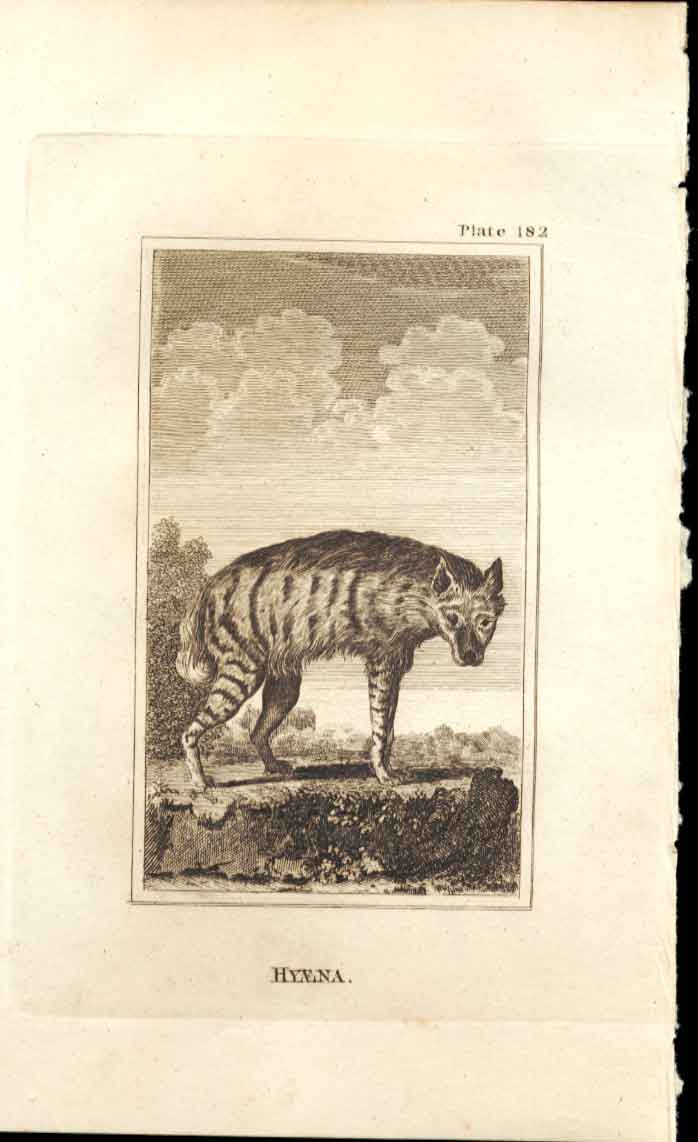 Original Old Antique Print Hyaena 1812 Buffon Natural History 182 19th Century