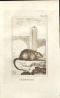 Original Old Antique Print Canadian Musk Rat 1812 Buffon Natural History 188