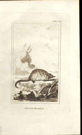 Original Old Antique Print Muscovy Musk Rat 1812 Buffon Natural History 189 19th