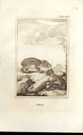 Original Old Antique Print Paca 1812 Buffon Natural History 205 Napoleonic Era