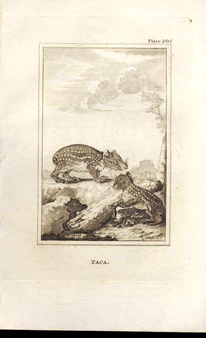Original Old Antique Print Paca 1812 Buffon Natural History 205 Napoleonic Era