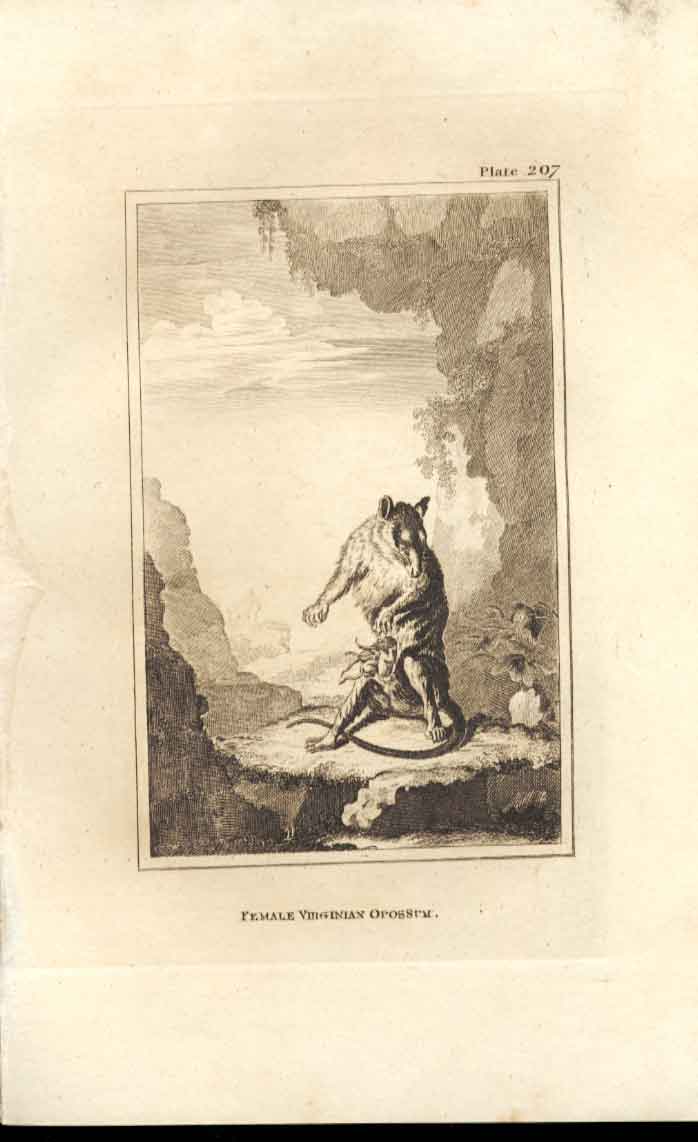 Original Old Antique Print Female Virginian Opossum 1812 Buffon Engraving 207