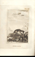 Original Old Antique Print Mutrine Opossum 1812 Buffon Natural History 208 19th