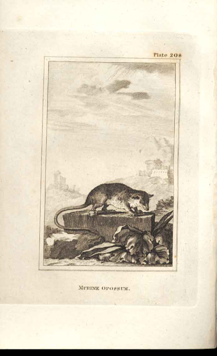 Original Old Antique Print Mutrine Opossum 1812 Buffon Natural History 208 19th