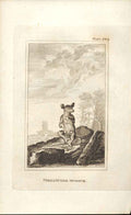 Original Old Antique Print Female Mutrine Opossum 1812 Buffon Engraving 209 19th