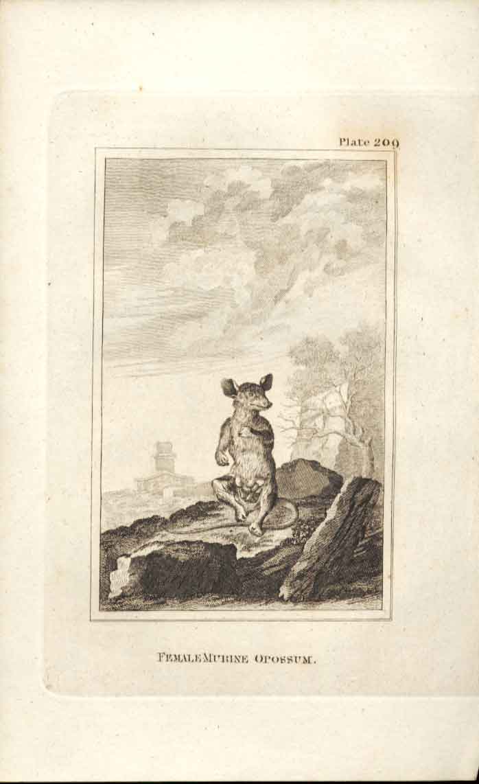 Original Old Antique Print Female Mutrine Opossum 1812 Buffon Engraving 209 19th