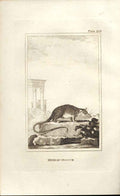 Original Old Antique Print Mexican Opossum 1812 Buffon Natural History 210 19th