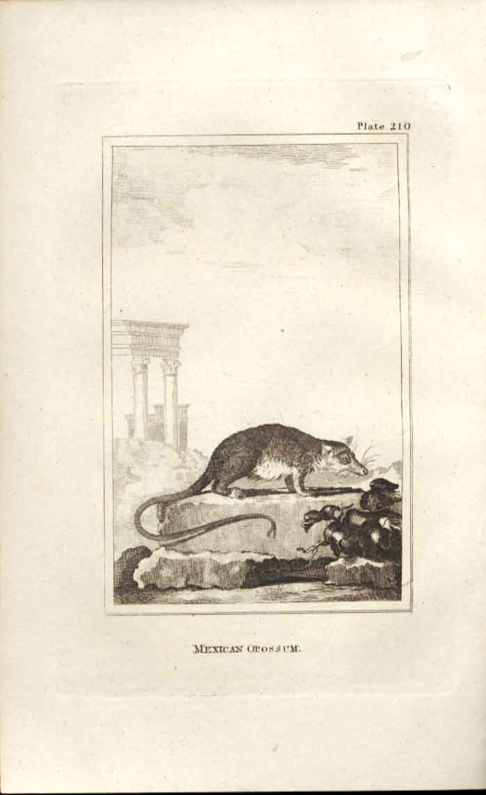 Original Old Antique Print Mexican Opossum 1812 Buffon Natural History 210 19th