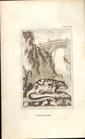 Original Old Antique Print Phalanger 1812 Buffon Natural History 212 19th