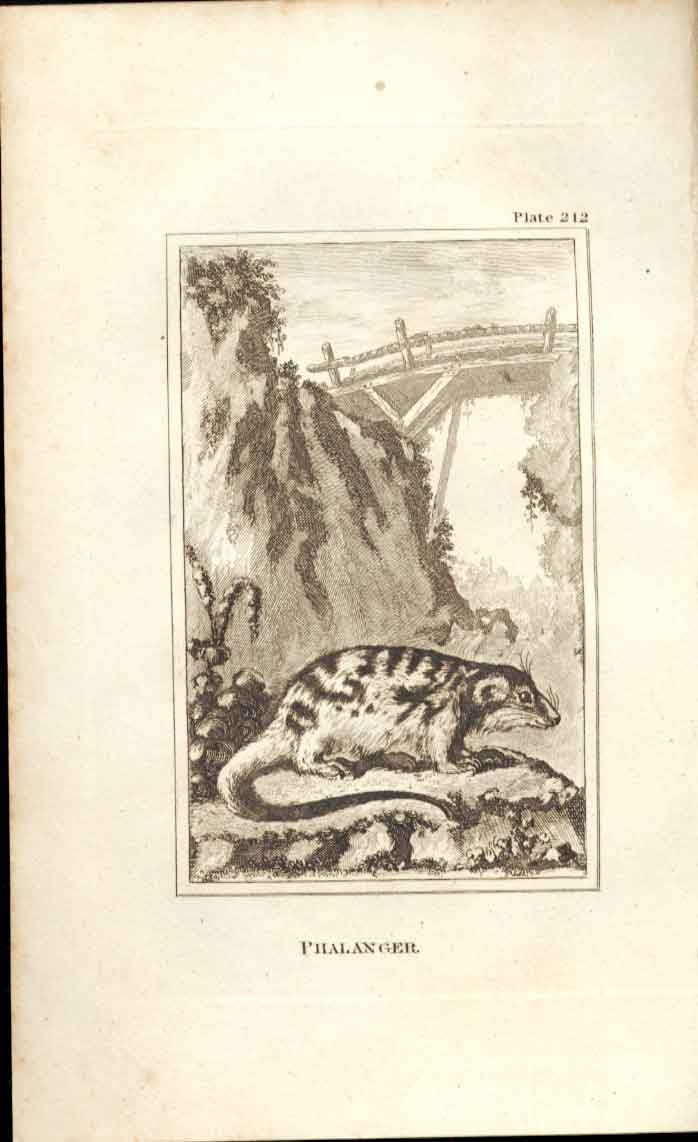 Original Old Antique Print Phalanger 1812 Buffon Natural History 212 19th
