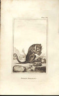 Original Old Antique Print Female Phalanger 1812 Buffon Natural History 213 19th