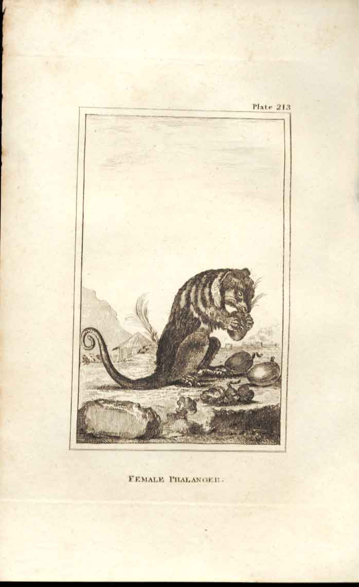 Original Old Antique Print Female Phalanger 1812 Buffon Natural History 213 19th