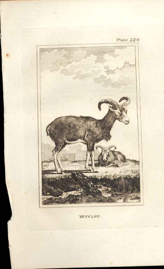 Original Old Antique Print Mufflon 1812 Buffon Natural History 226 Sheep 19th