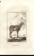 Original Old Antique Print Indian Ram 1812 Buffon Natural History 230 Sheep 19th