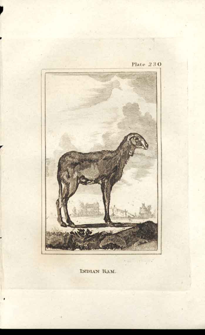 Original Old Antique Print Indian Ram 1812 Buffon Natural History 230 Sheep 19th