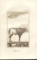 Original Old Antique Print Indian Ram 1812 Buffon Natural History 231 Sheep 19th