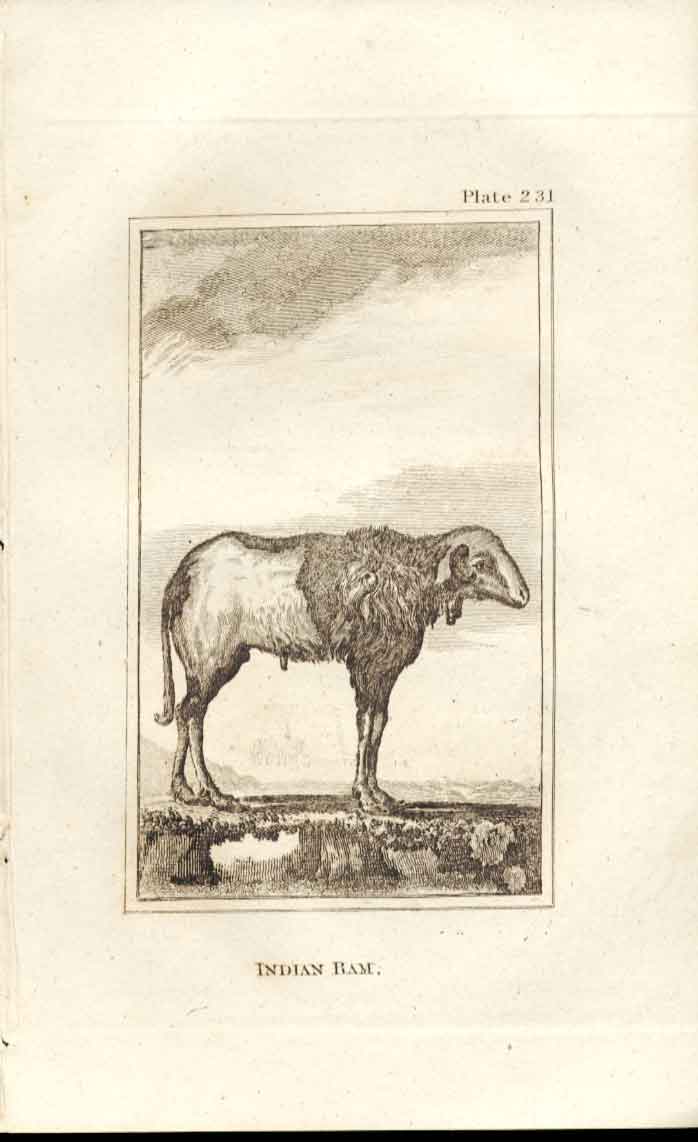 Original Old Antique Print Indian Ram 1812 Buffon Natural History 231 Sheep 19th