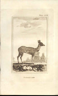Original Old Antique Print Female Axis 1812 Buffon Natural History 236 19th