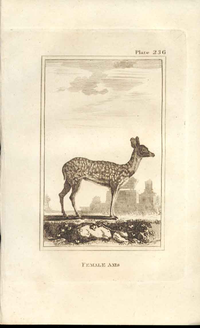 Original Old Antique Print Female Axis 1812 Buffon Natural History 236 19th