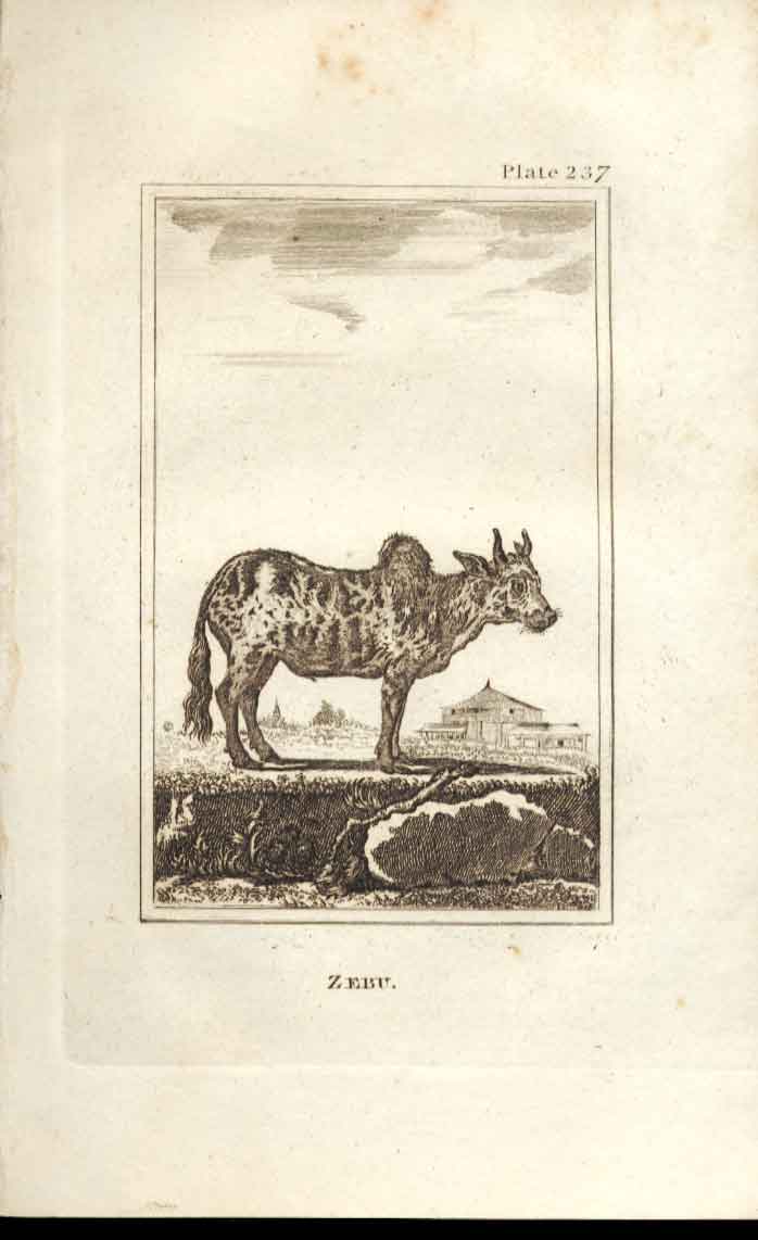 Original Old Antique Print Zebu 1812 Buffon Natural History 237 Napoleonic Era