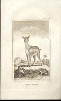 Original Old Antique Print Female Antelope 1812 Buffon Natural History 260 19th