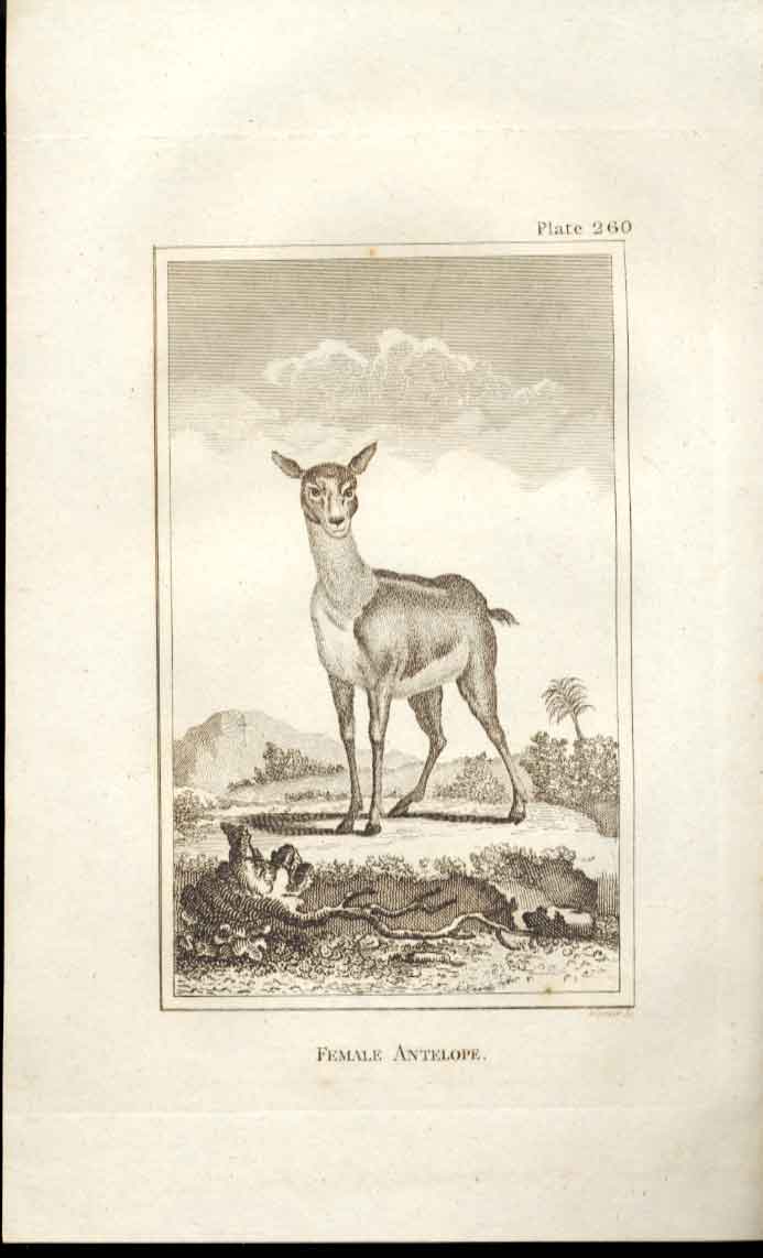 Original Old Antique Print Female Antelope 1812 Buffon Natural History 260 19th