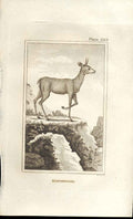 Original Old Antique Print Klippspringer 1812 Buffon Natural History 263 19th