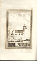 Original Old Antique Print Nanguer 1812 Buffon Natural History 264 19th Century