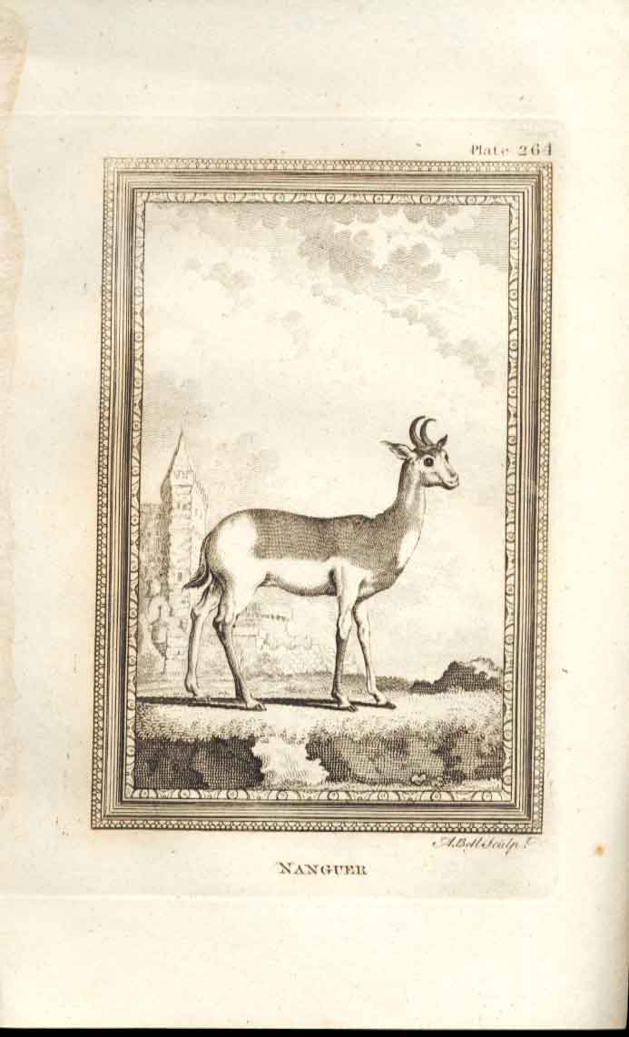 Original Old Antique Print Nanguer 1812 Buffon Natural History 264 19th Century