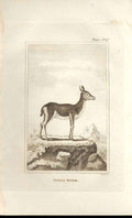 Original Old Antique Print Female Ritbok 1812 Buffon Natural History 267 19th