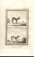 Original Old Antique Print Memina Cylon 1812 Buffon Natural History 278 19th