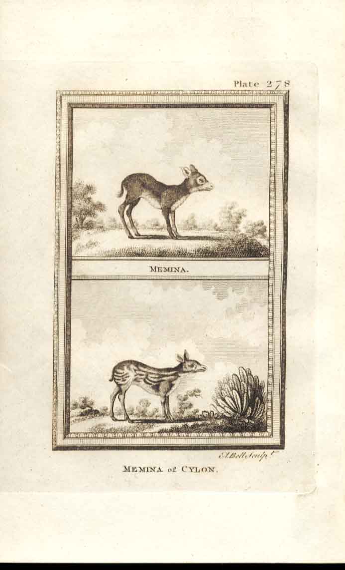 Original Old Antique Print Memina Cylon 1812 Buffon Natural History 278 19th